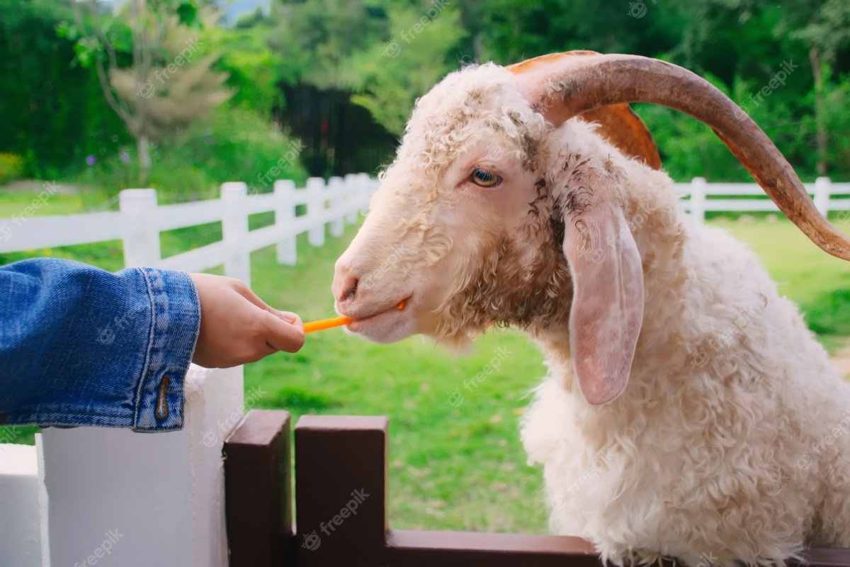 Ягненок с морковкой