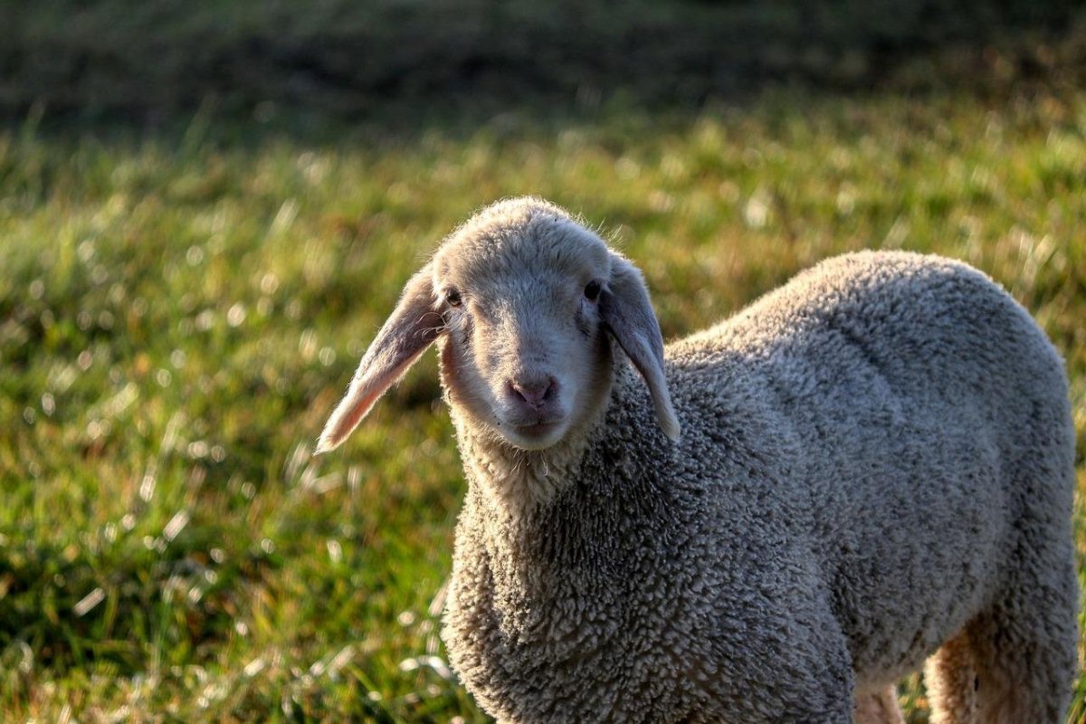 Порода Баранов с длинными ушами