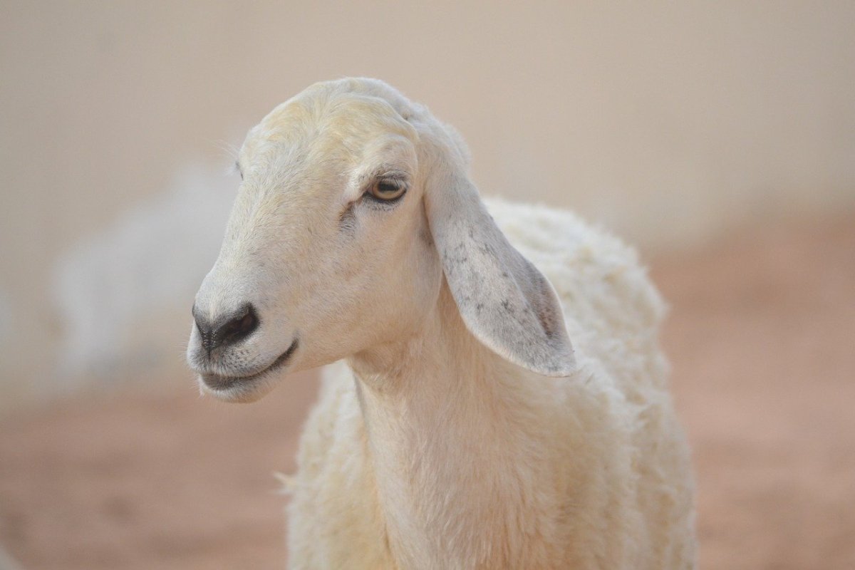 Овцы с длинными ушами