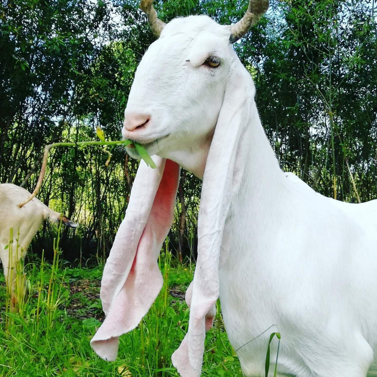 Порода гулаби