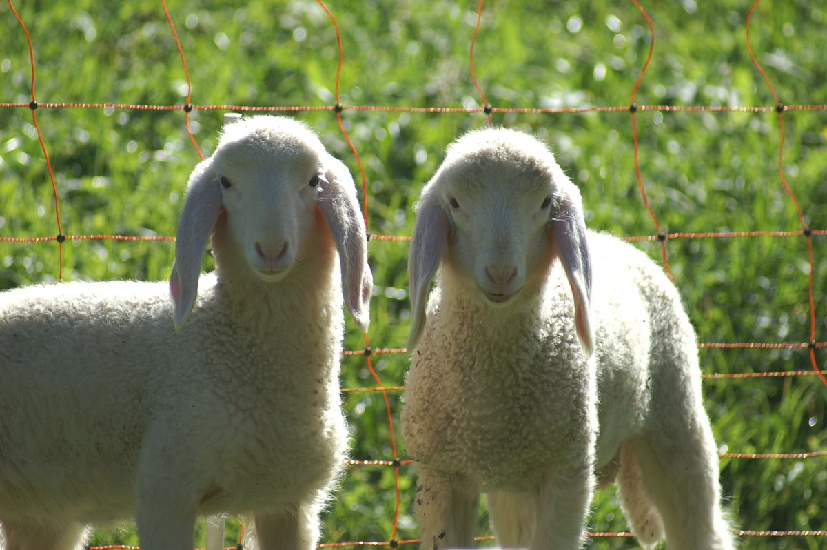 Овца шерстяной мясной породы- с заячьими ушами