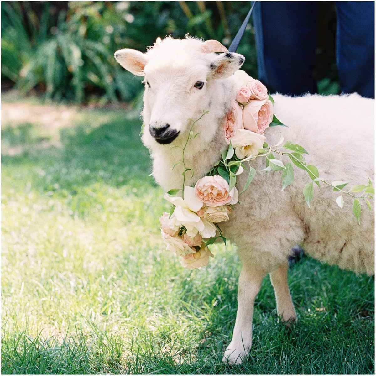 Маленькие овцы