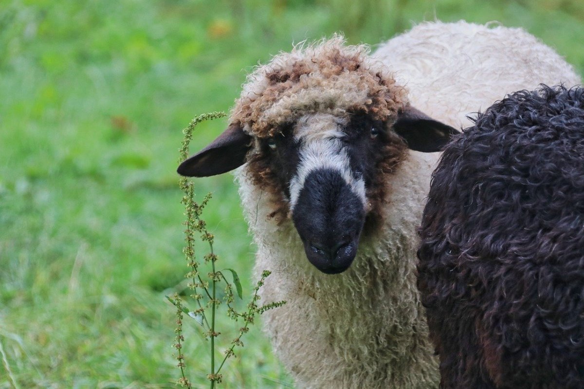 Овечка с длинными ушами