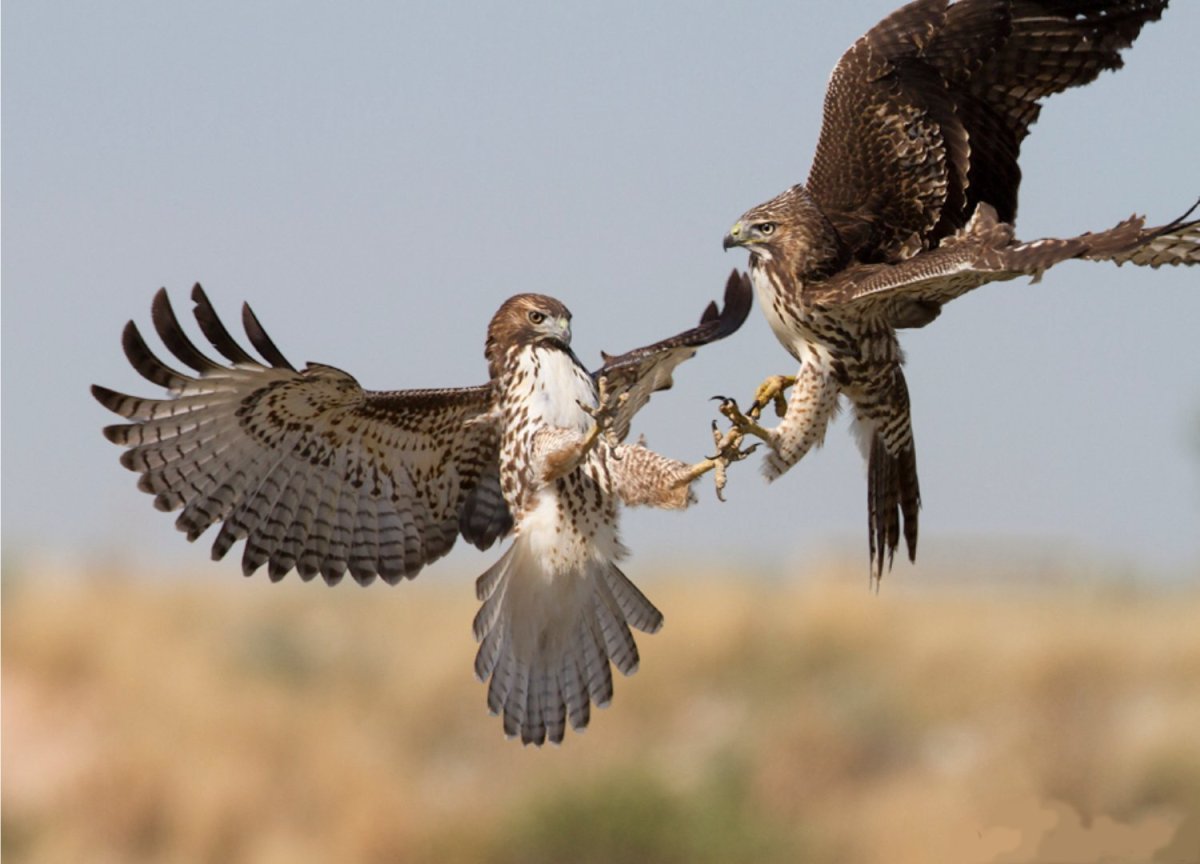 Сокол против ястреба
