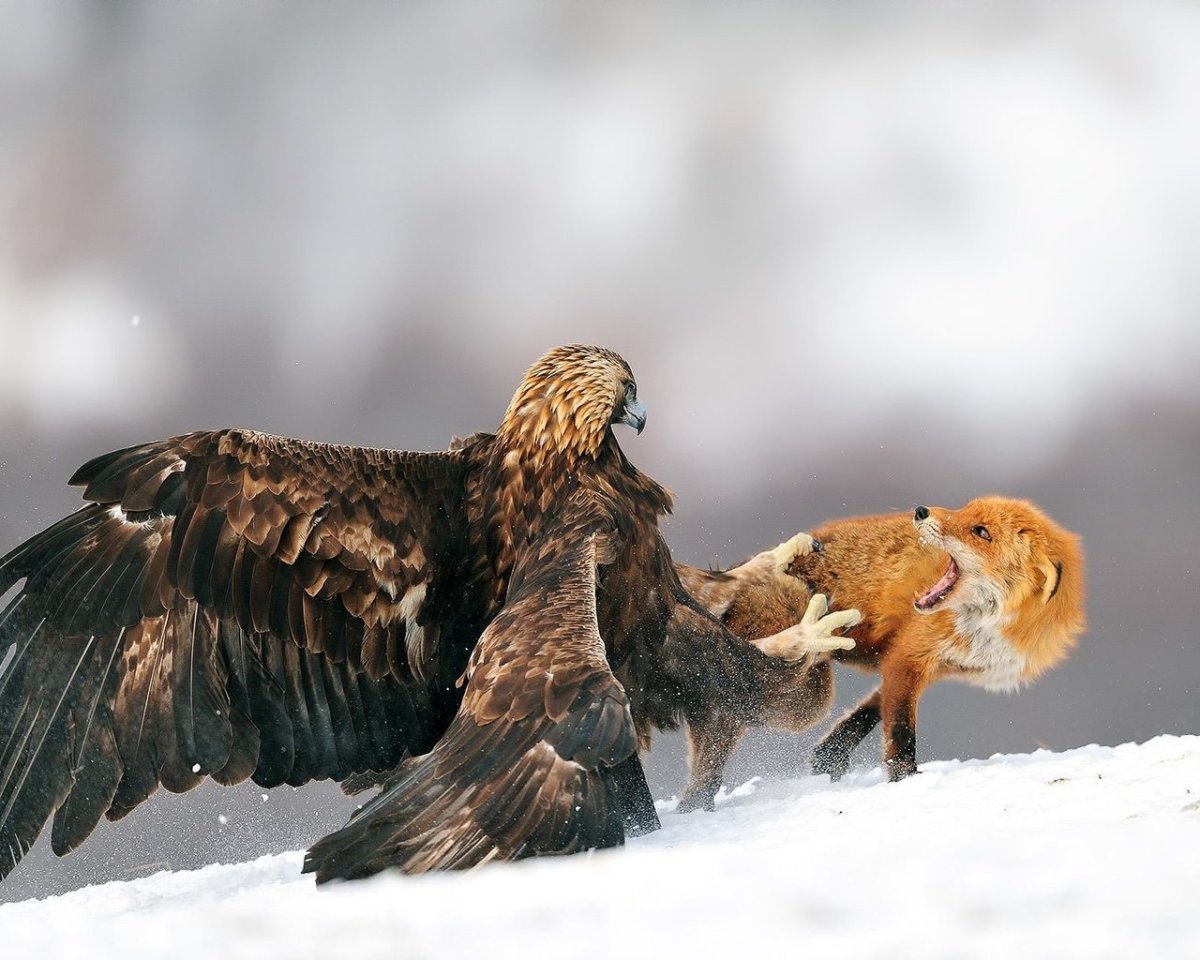 Орел Беркут на охоте