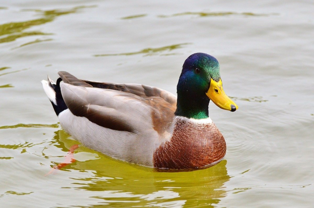 Утка водоплавающая птица кряква