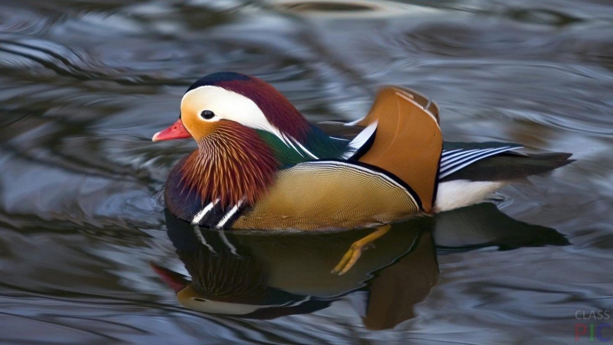 Утка Мандаринка краснокнижная