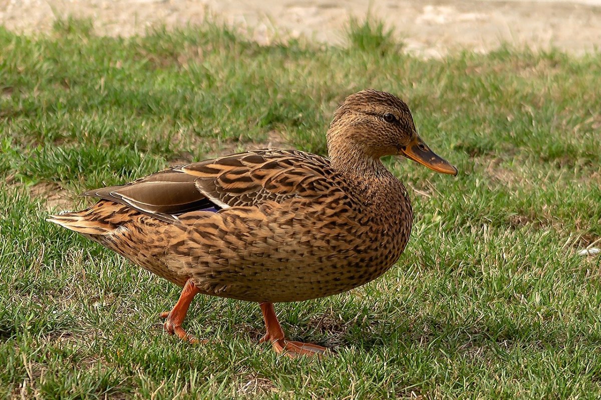 Кряква для детей
