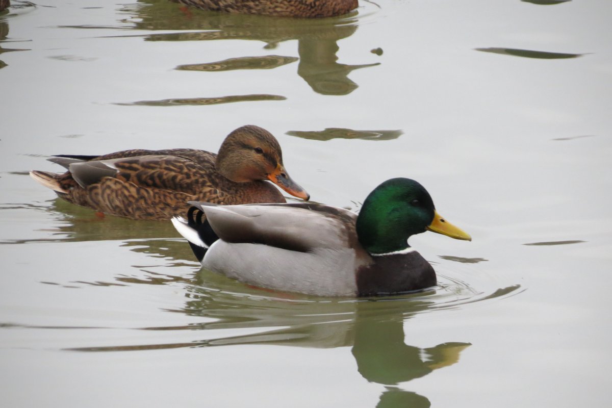 Водоплавающие птицы парка Царицыно