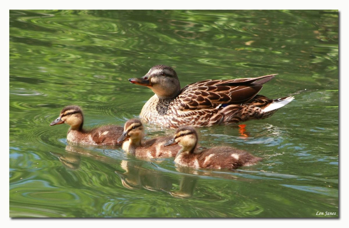 Водоплавающие птицы Подмосковья