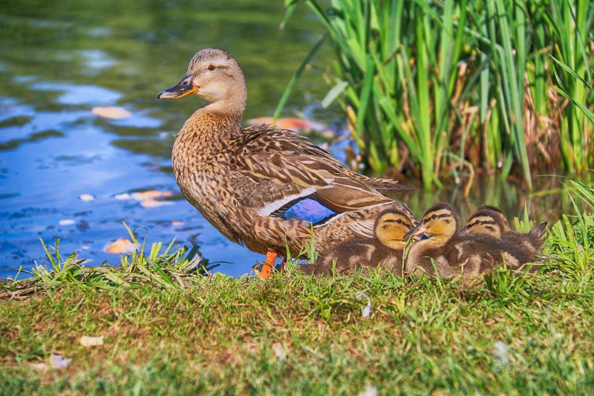 Кряква с выводком