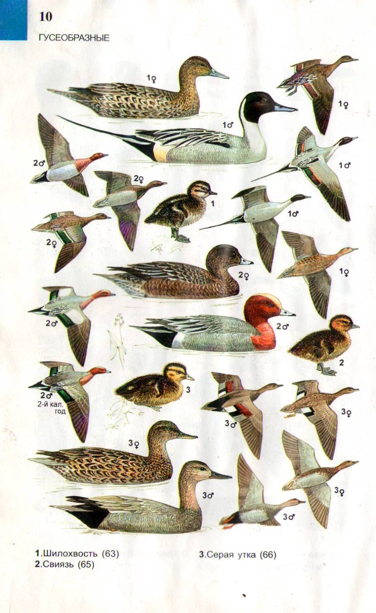 Водоплавающие птицы России с названиями