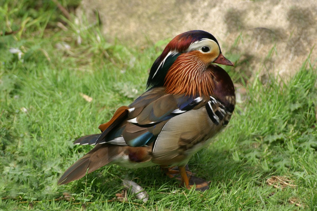 Древесные утки