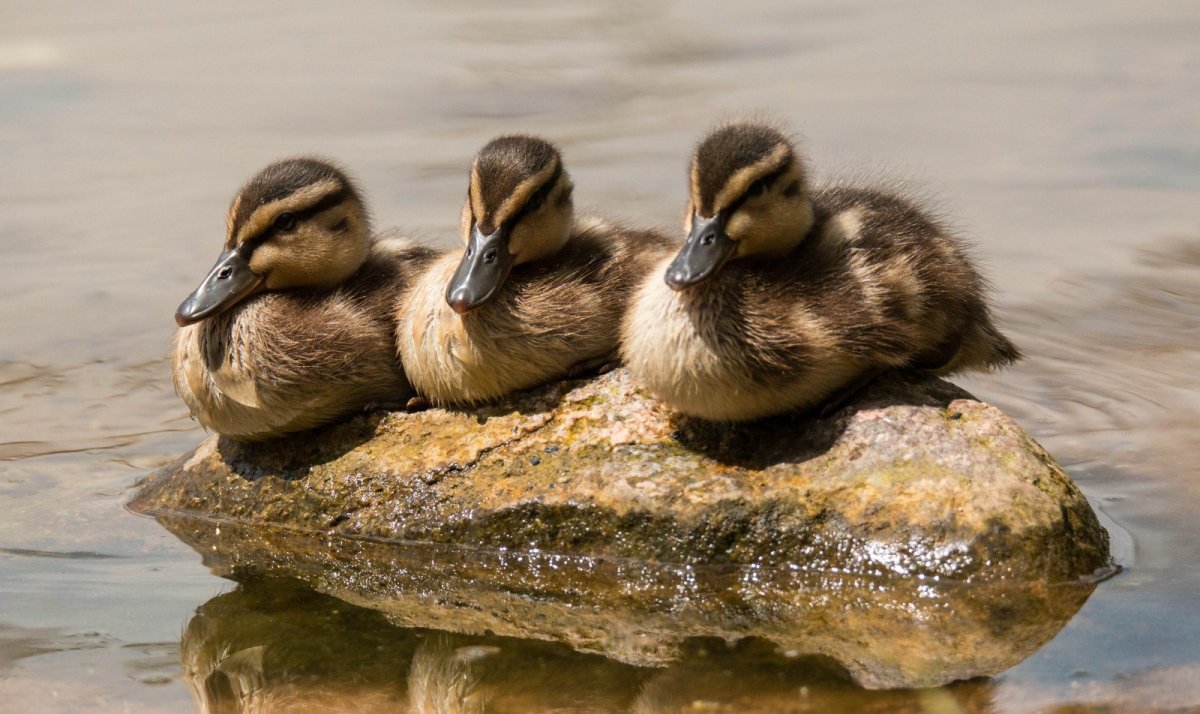 Утка кряква птенцы