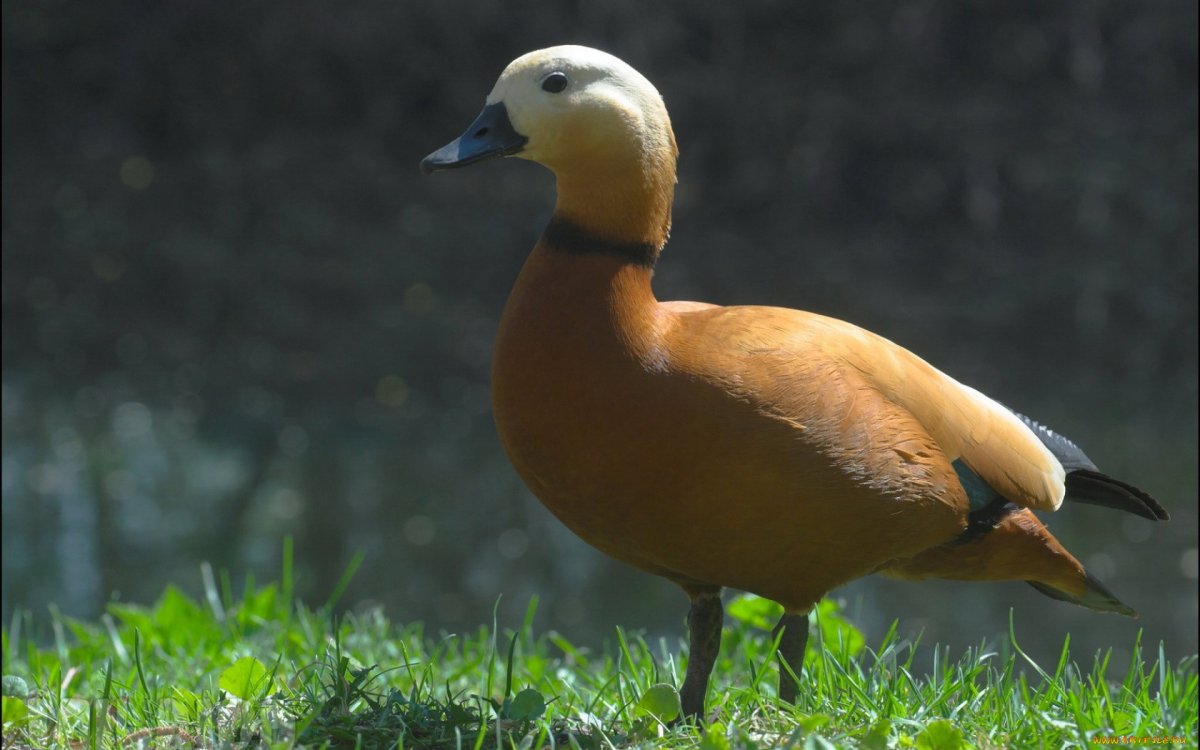 Бежевая утка