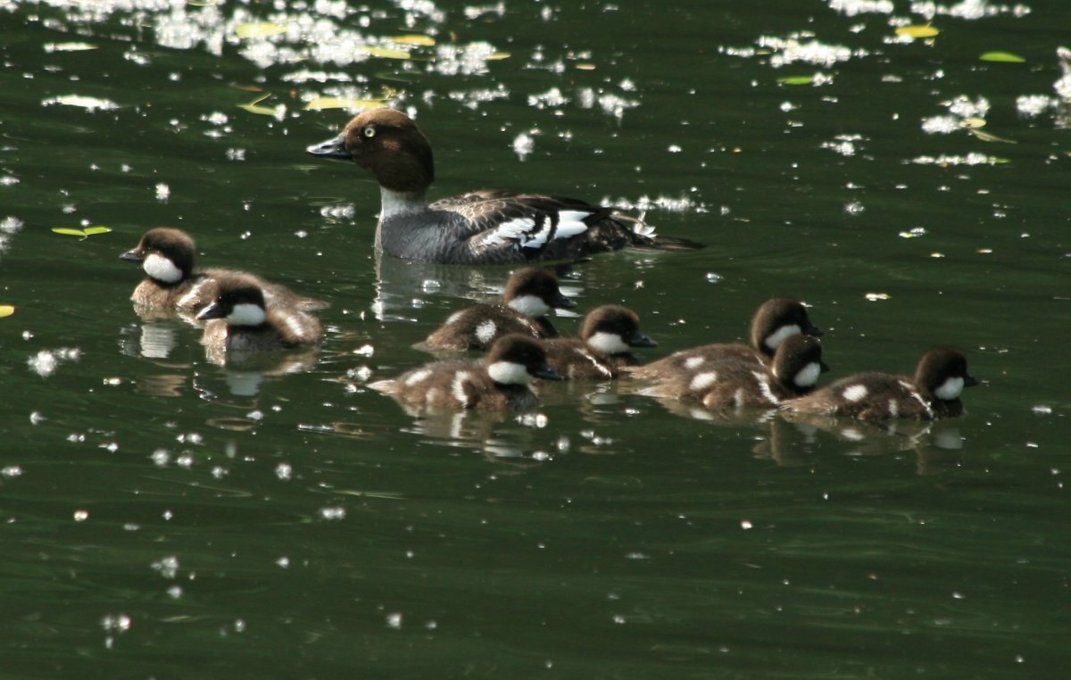 Гоголь обыкновенный птенцы