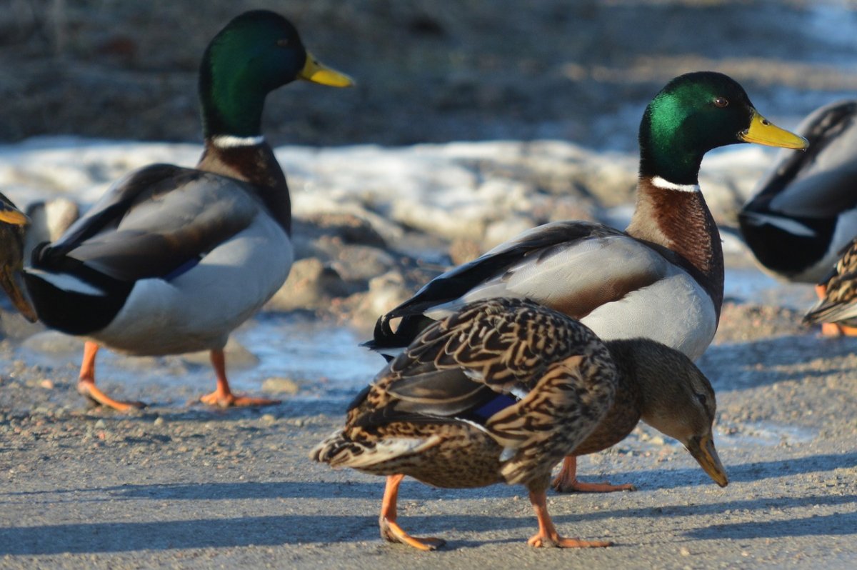 Дикие утки селезень породы