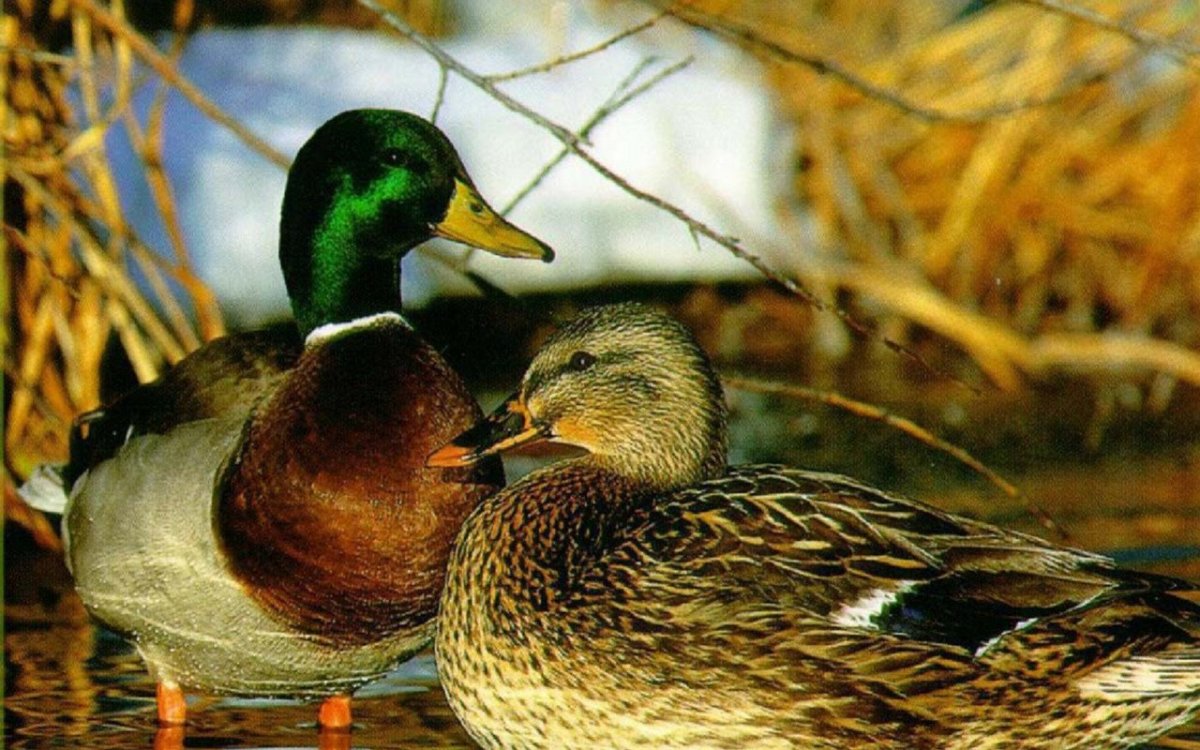 Утка селезень утята