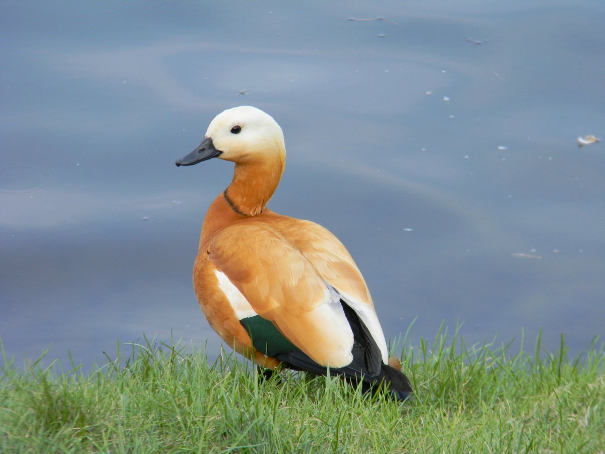 Турпан Огарь птица