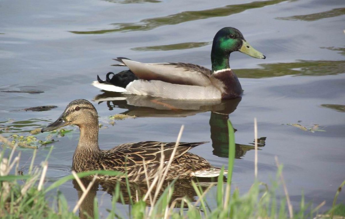 Утки Тюменской области
