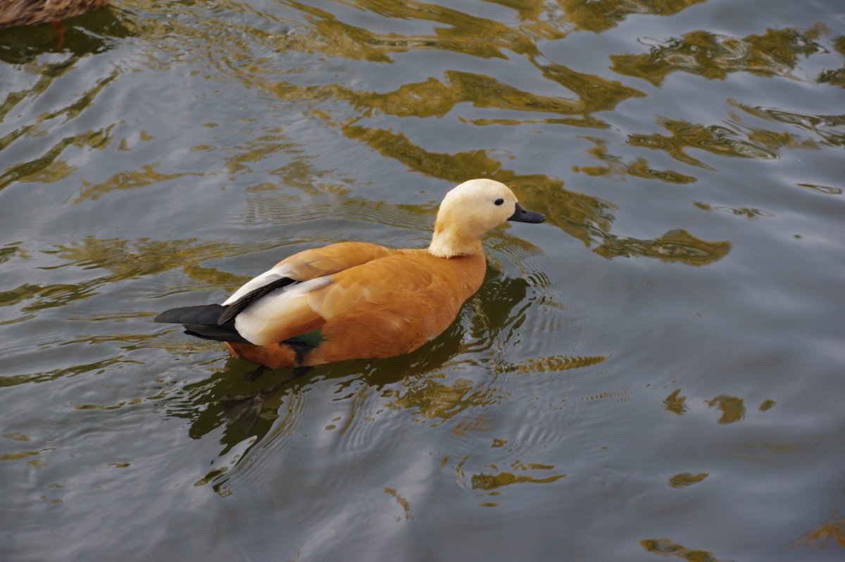 Дикая утка Огарь