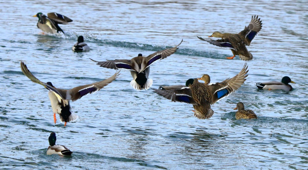 Водоплавающие птицы горного Алтая