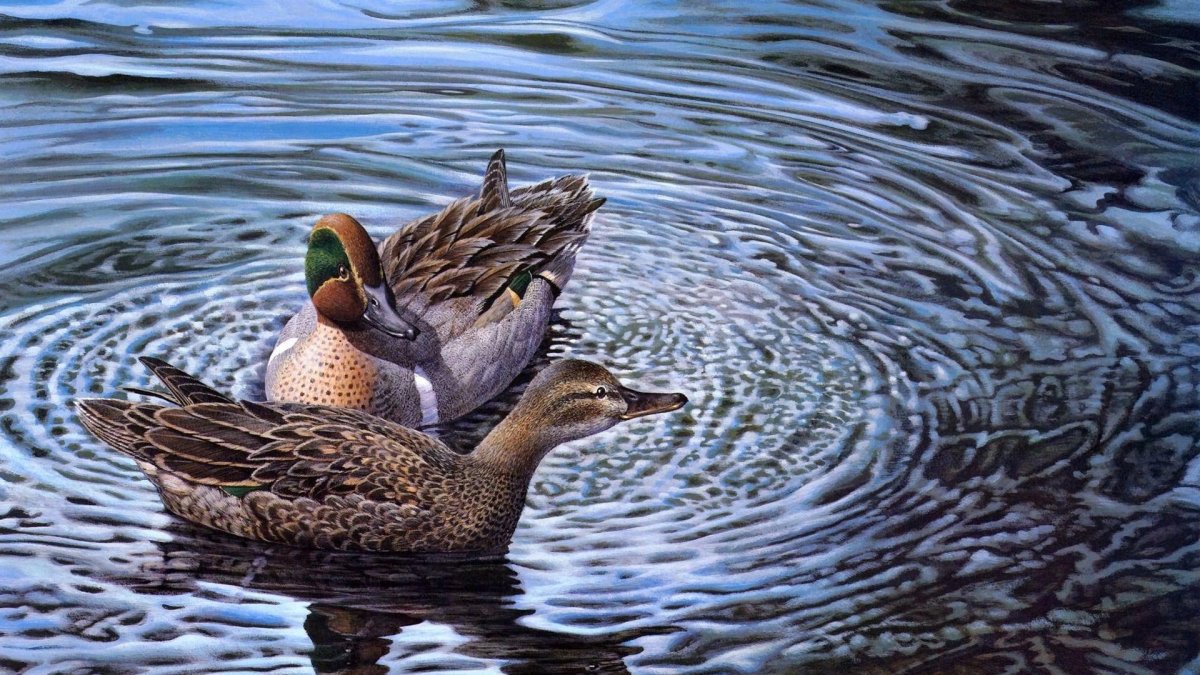 Утки плещутся