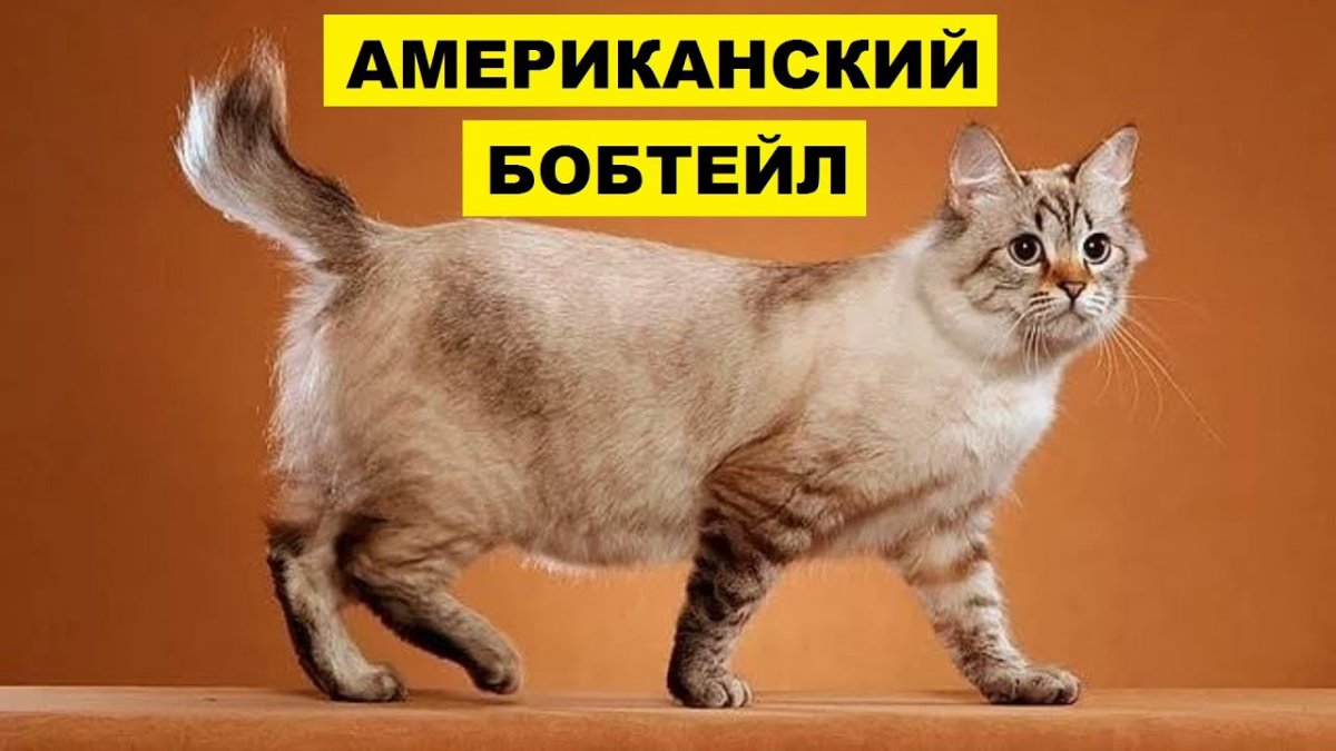 Американский бобтейл