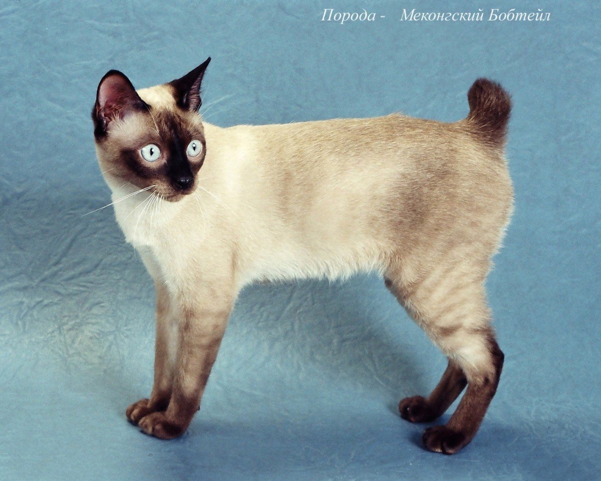 Меконгский (тайский) бобтейл