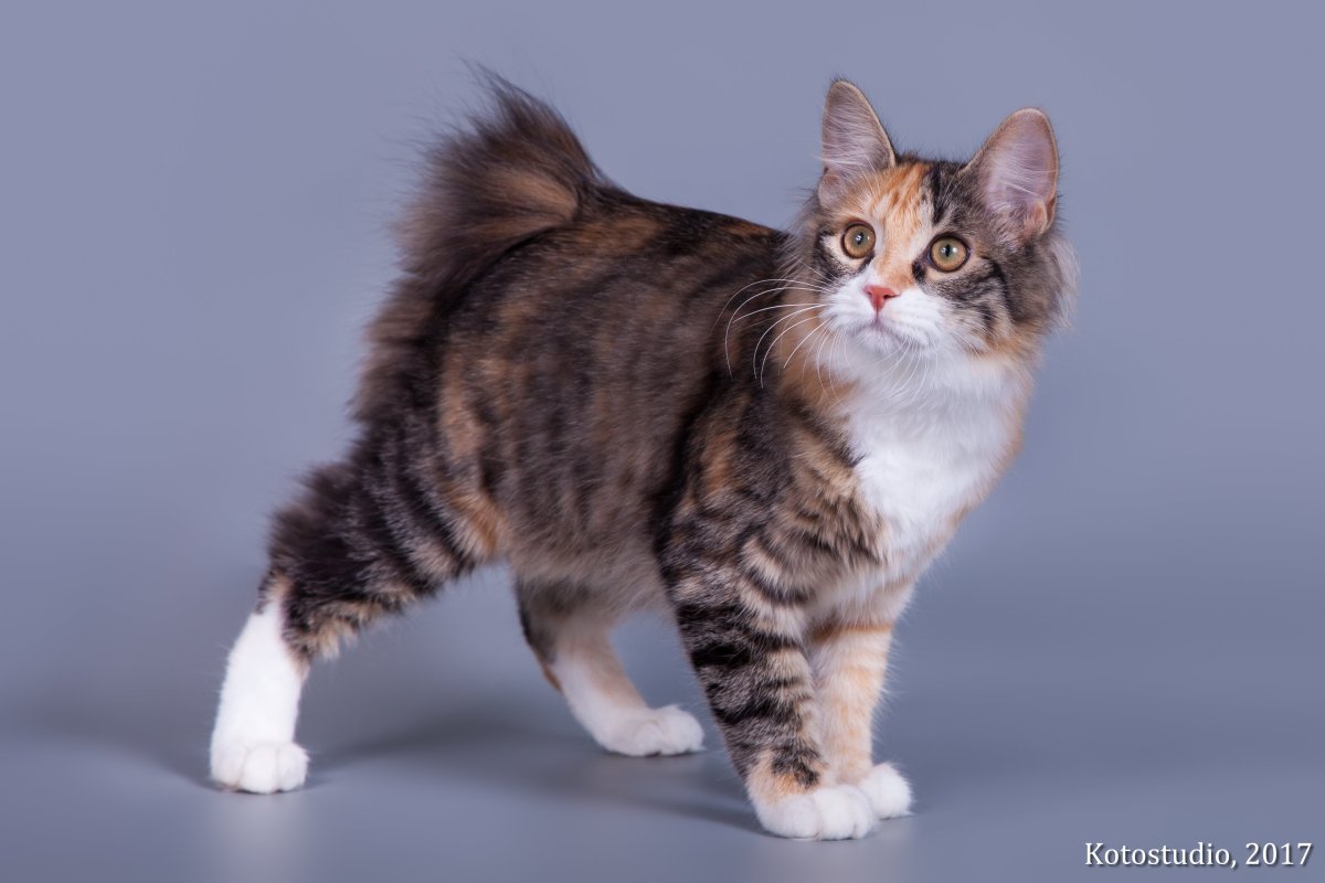 Курильский бобтейл черепаховый