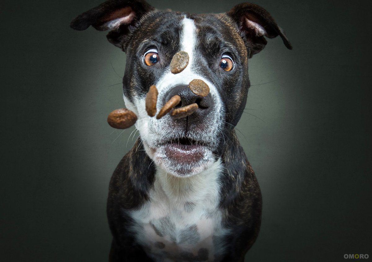 Смешные собаки