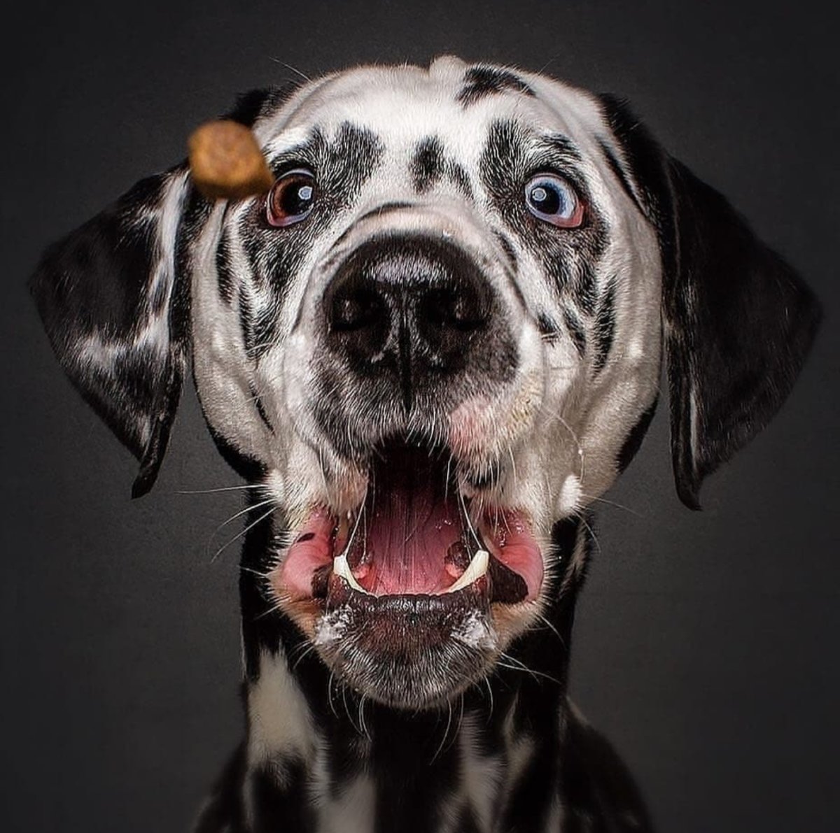 Смешные собаки