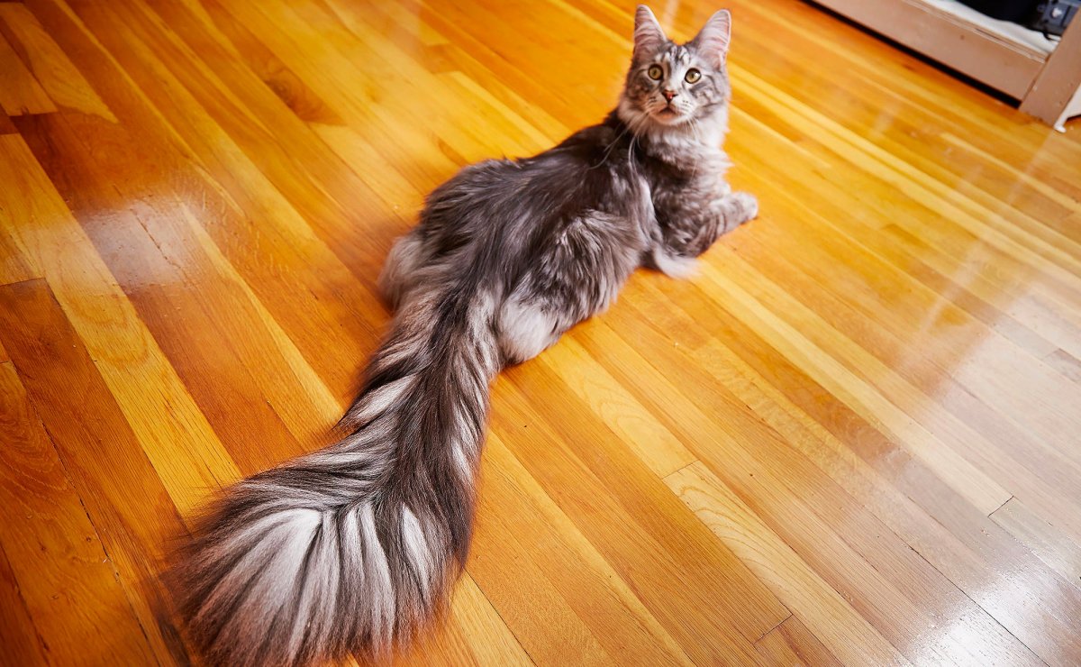 Кошка с красивым хвостом