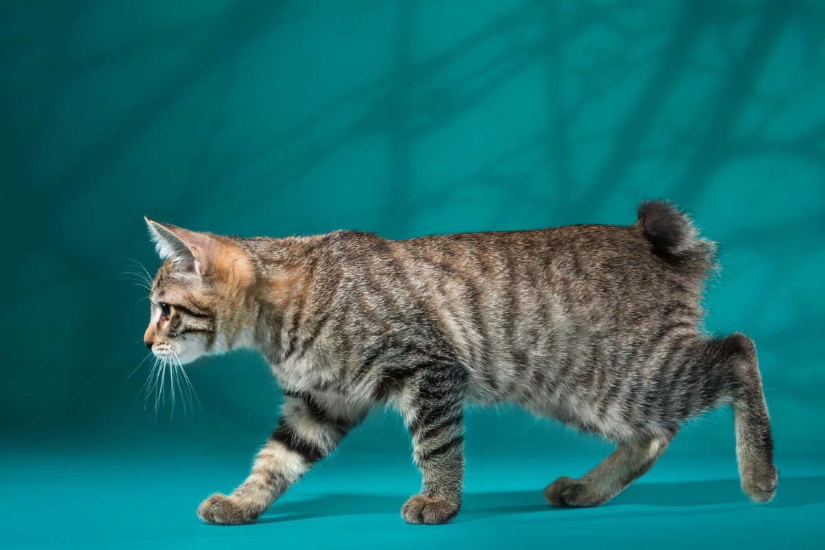 Курильский бобтейл короткошерстный