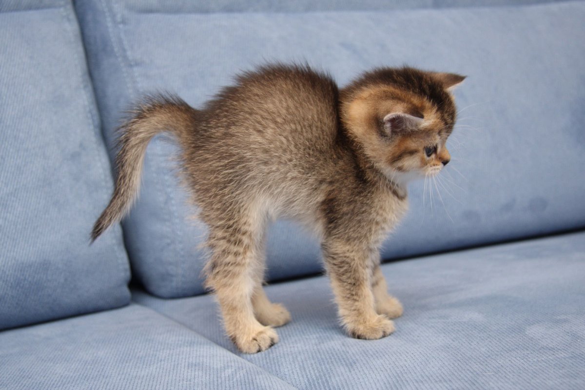 Котенок выгибает спину