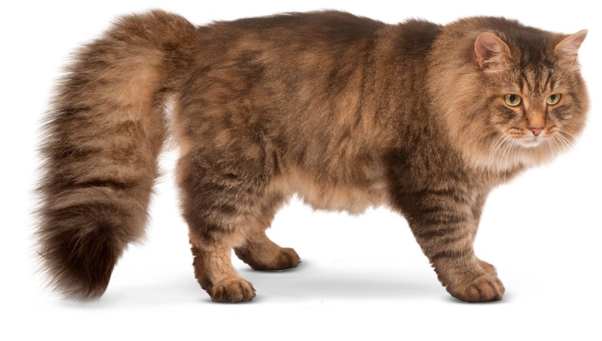 Шерсть сибирской кошки