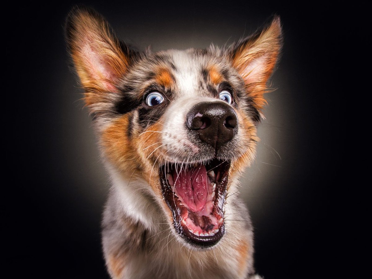 Собака лаит или лает