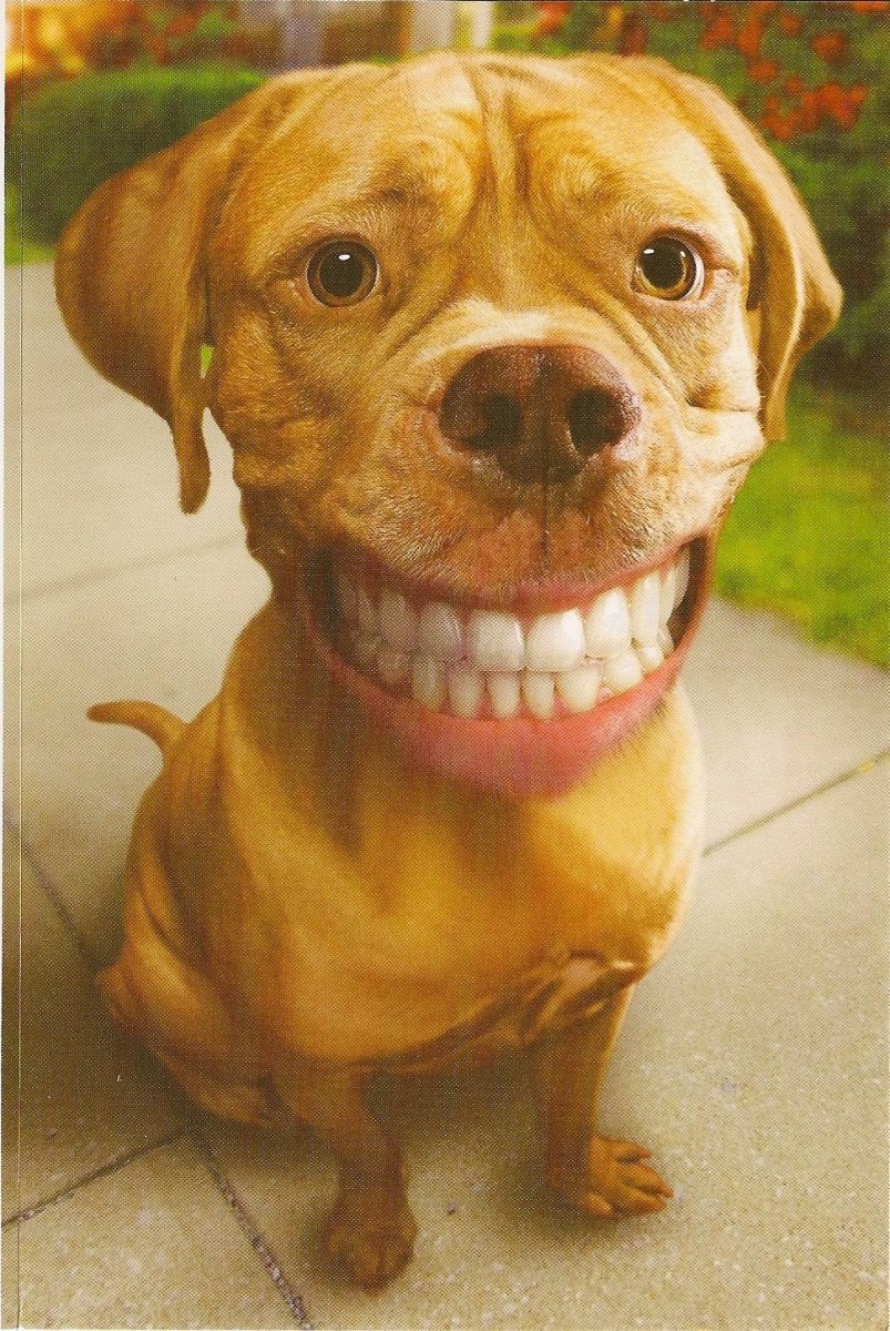 Собака улыбается