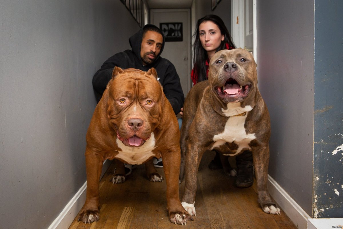 Дог Зевс самая большая собака в мире