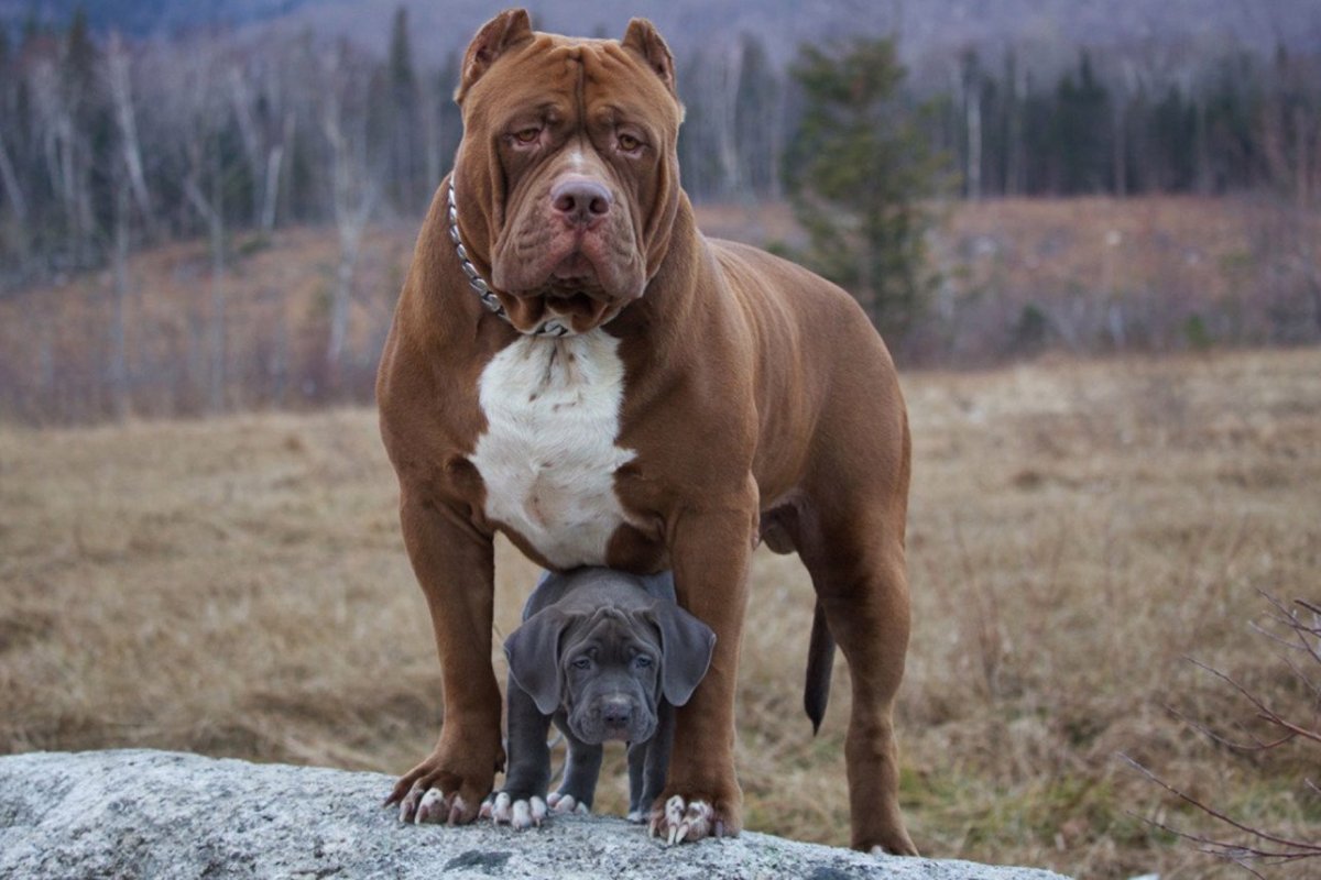 Американский бандог терьер