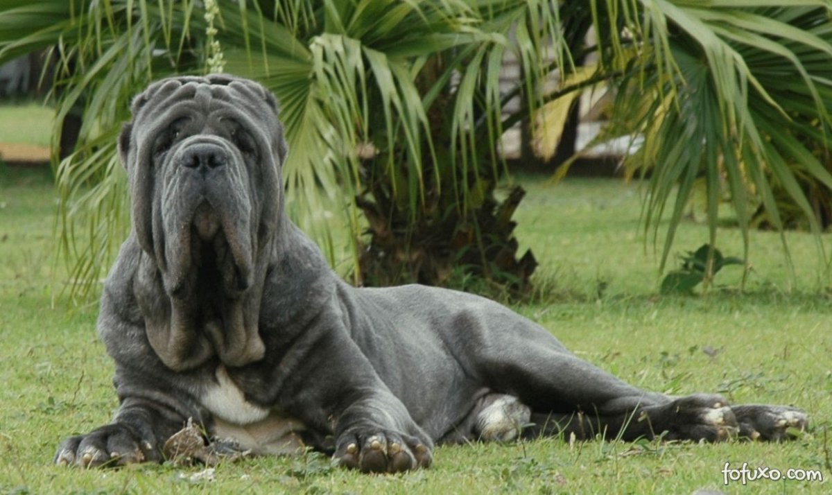 Американский пит стафф терьер