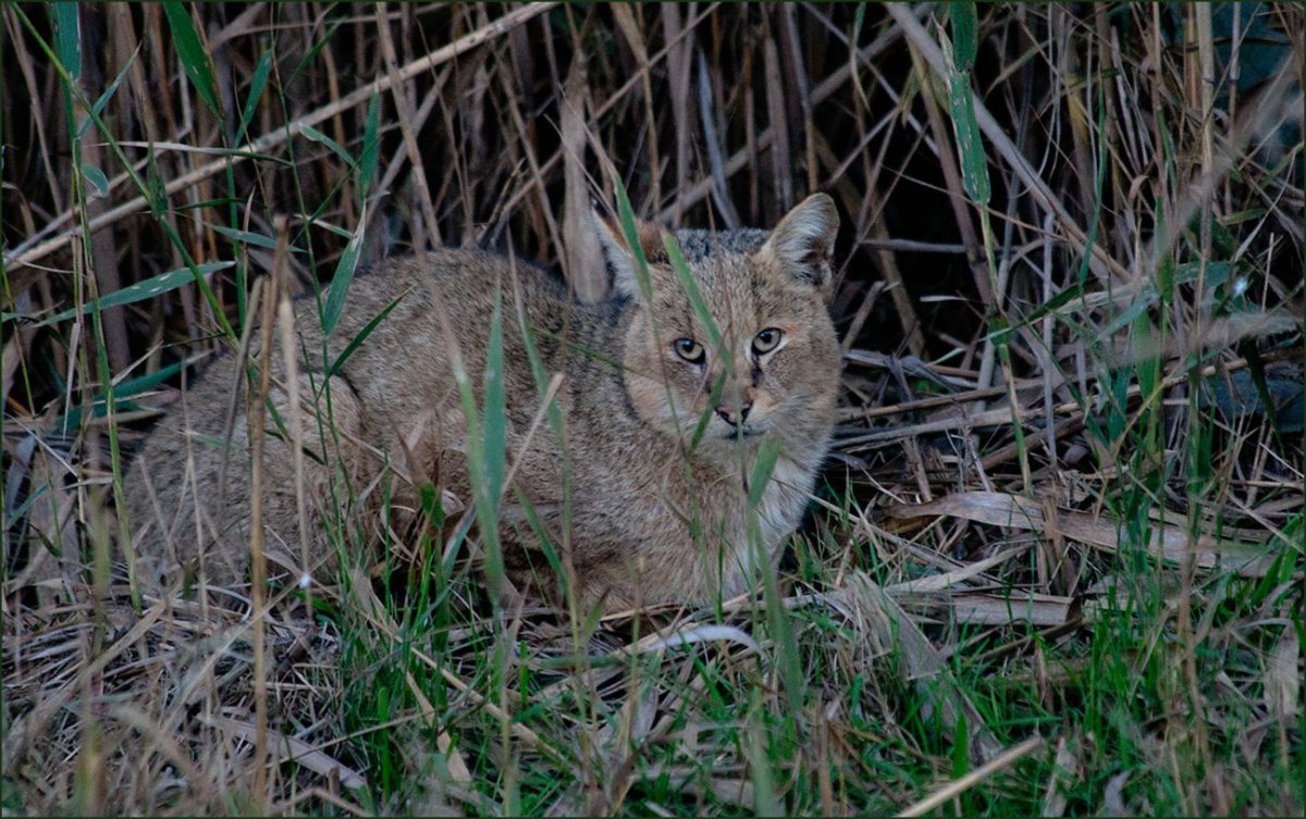 Камышовый кот Астраханской области