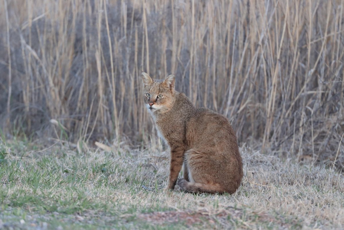 Дальневосточныйкамышевый кот охота