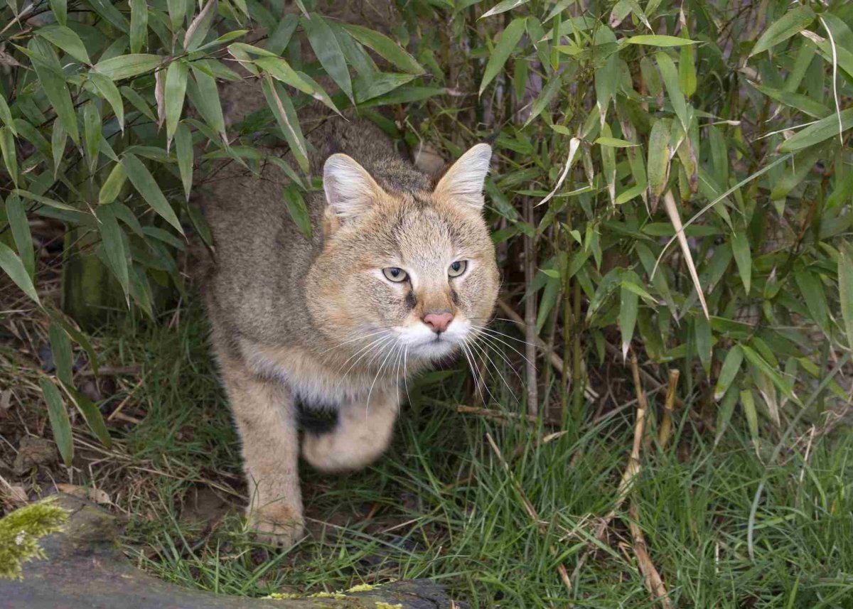Камышовый кот (Хаус) (Felis Chaus)