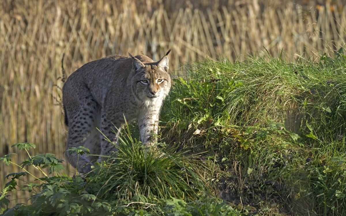Кавказский камышовый кот