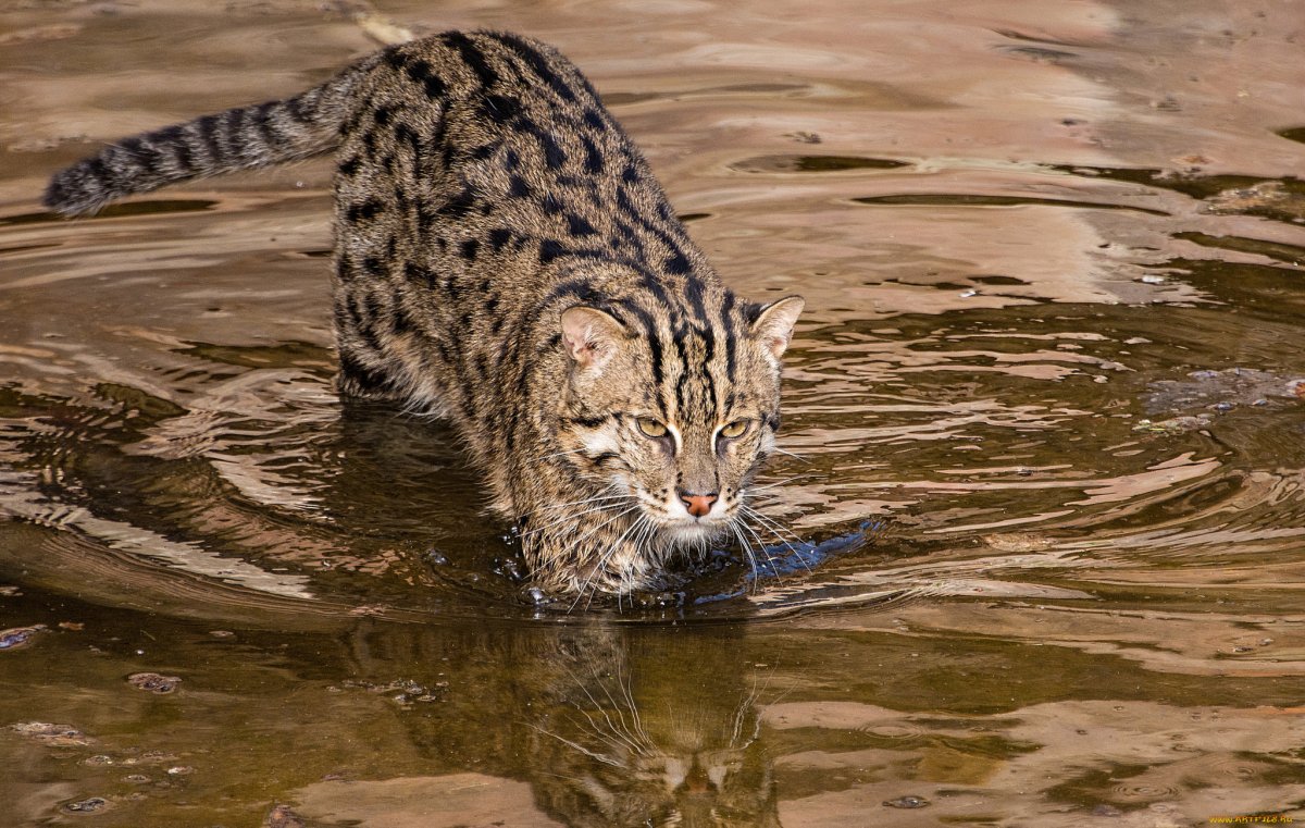 Виверровый кот