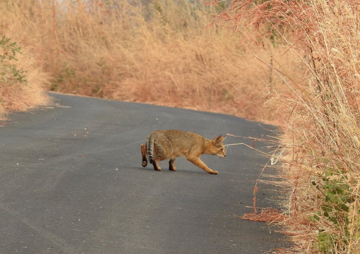 Камышовый кот Астраханской области Астраханской Астраханской
