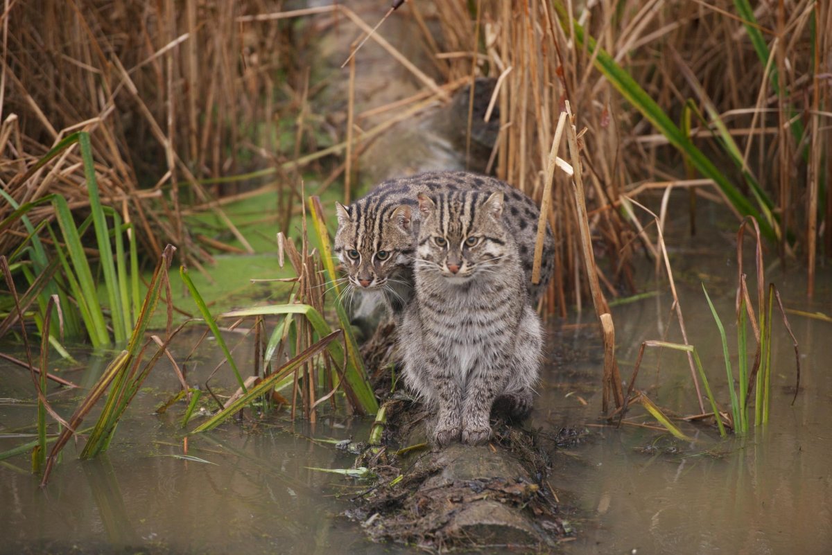 Дикий виверровый кот