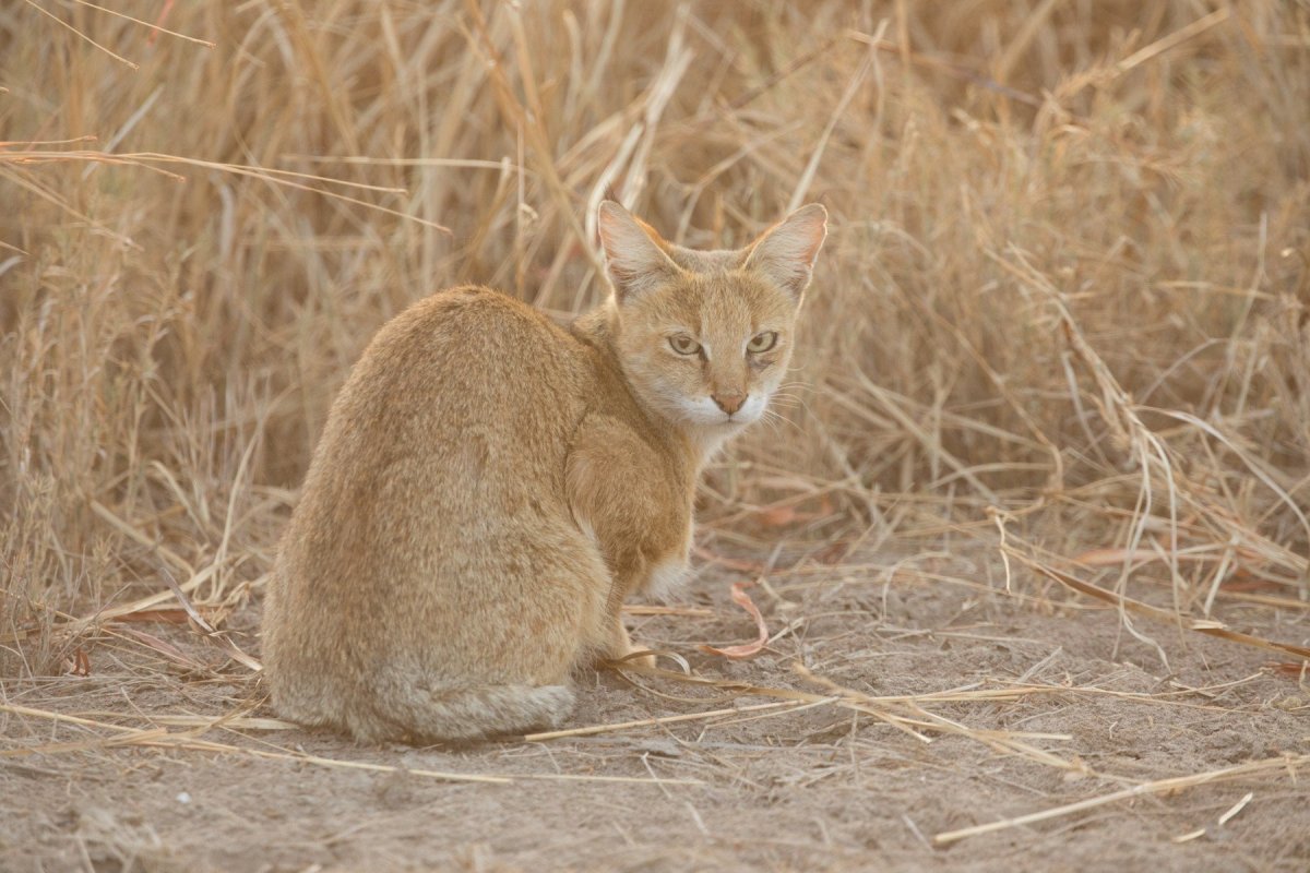 Кавказский камышовый кот Ставропольского края