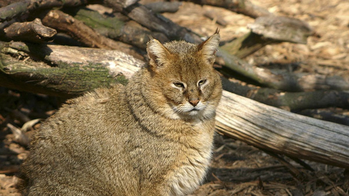 Камышовый кот в Крыму